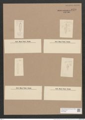 Gomphonema insigne Greg. (de-Toni-Nr.: Genus 37, Species 1742) Zeichnungen Sammlung Grunow Nr. 3450 (NHMW-BOT-W0370995)
